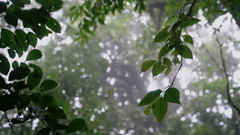 Foggy-forest-leaves-and-branches-blowing-in-wind-as-storm-comes-in,-slow-motion