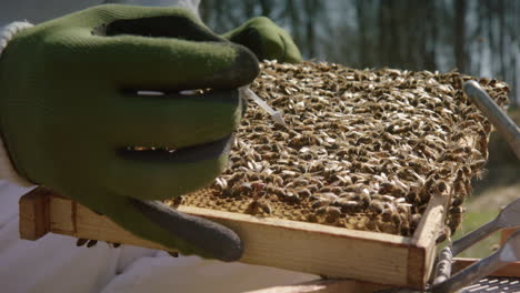 BEEKEEPING---Beekeeper-marks-the-queen-bee-in-a-beehive-frame,-slow-motion