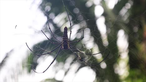 Orb-Weaver-Spider-Resting-On-Silk-Web