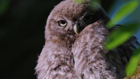 Little-owl-stare-down-to-the-camera-in-the-forest-at-night,-low-angle-shot