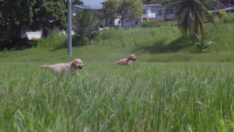 Cachorros-De-Golden-Retriever-Corriendo-Y-Jugando-En-Un-Gran-Parque-Tropical-En-Un-Día-Soleado