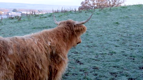 An-inquisitive-brown-long-haired-horned-Scottish-highland-cow-in-rural-countryside-farmland-field-in-Somerset,-England