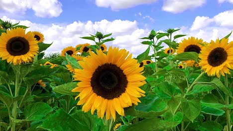 Slow-zoom-into-a-large-sunflower-in-a-field-swaying-in-the-wind-under-a-blue-sky-with-fair-weather-clouds