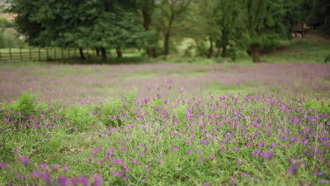Lush-Countryside-Meadow-with-Purple-Flowers-Blooming-at-springtime