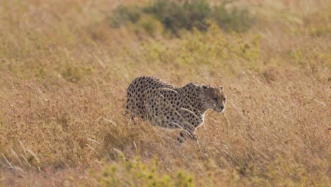 Isolated-cheetah-walking-forward-in-slow-motion-in-the-middle-of-the-savanna