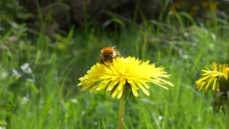 Common-Carder-Bee-On-Yellow-Dandelion-Flower-Growing-In-The-Field