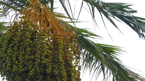 Close-up-on-a-bunch-of-green-unripe-dates-with-the-leaves-of-the-palm-tree-blowing-in-the-wind