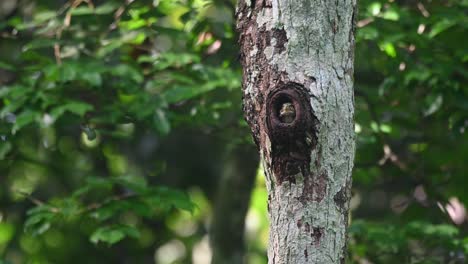 Sperlingskauz,-Taenioptynx-Brodiei,-Kaeng-Krachan-Nationalpark,-Thailand