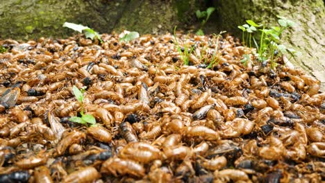 Piles-of-cicada-exoskeletons-litter-the-ground-a-the-base-of-a-tree