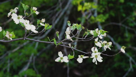Delicate-white-flowers-hanging-from-a-tree-in-Siloam-Springs,-Arkansas