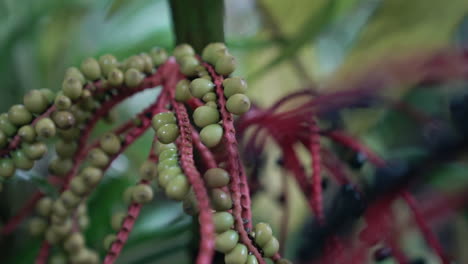 Slow-motion-close-up-of-colorful-green-and-blue-berries-of-pokeweed-plant