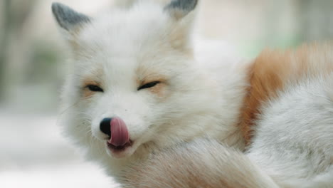 Cute-White-Arctic-Fox-Sticking-Its-Tongue-Out-At-Zao-Fox-Village-In-Shiroishi,-Miyagi,-Japan