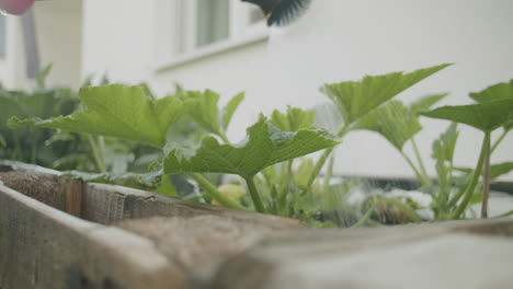 Medium-close-up-shot-of-watering-some-growing-zucchini-plants-growing-in-a-raised-bed