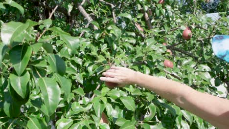 Weibliche-Hand,-Die-Vor-Der-Ernte-Eine-Birnenfrucht-Am-Baum-überprüft