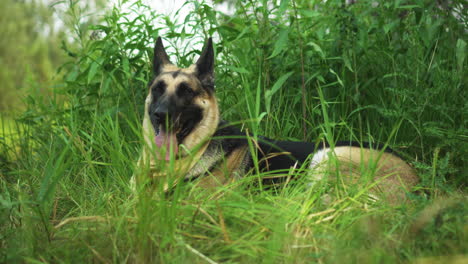 Handheld-shot-of-a-German-Shepherd-dod-laying-in-the-grass-panting-heavily