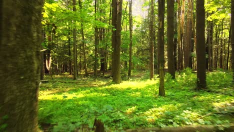 Smooth-video-of-a-lush-green-magical-forest-in-summer-with-golden-light-in-the-Appalachian-mountains