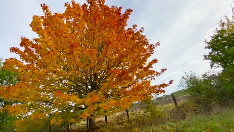 Herbstbaum-Mit-Goldenen-Blattfarben,-Breite-Filmansicht