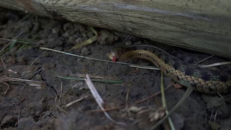 Northern-Brown-Snake-Flicking-Tongue-Out-While-Hiding-Under-The-Wood