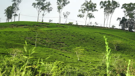Schöne-üppige-Teeplantage-Da-Lat-Vietnam