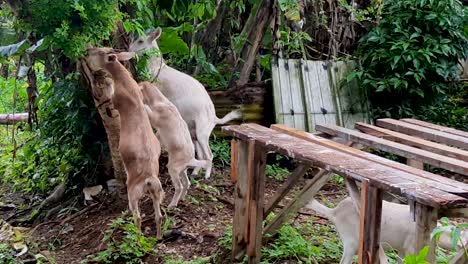 Hungry-goats-stretching-and-reaching-up-a-tree-to-eat-and-feed-on-the-leaves-in-Pohnpei,-Federated-States-of-Micronesia