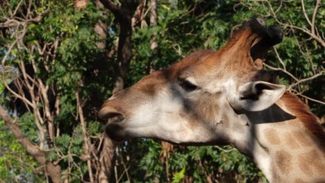 Profile-view-of-world-tallest-animal-species,-a-wild-herbivorous-Giraffe-eating-and-chewing-leaves-undisturbed-with-natural-woodland-background