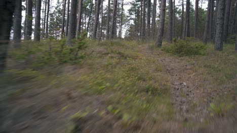 Running-Along-The-Pine-Forest-Path