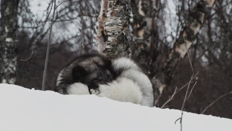 Arctic-Fox-Calmly-Sleeping-On-Snowy-Hill-In-Winter