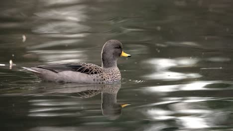 Yellow-billed-teal-swimming-on-the-rippling-water-in-freshwater-lake