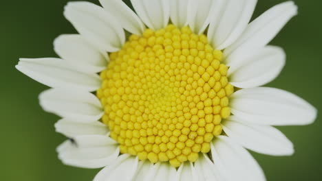 Macro-shot-of-the-blossom-of-a-marguerite-flower-growing-in-a-garden