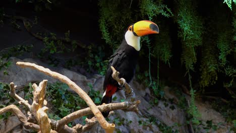 Toco-Toucan-open-mouth-wide-open-while-sitting-on-branch-tree