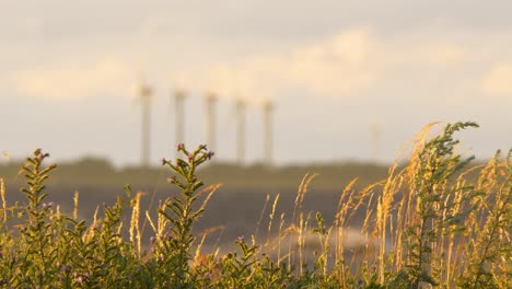 Windy-Plants-Swaying-With-Blurred-Wind-Farm-Turbines-In-Distance