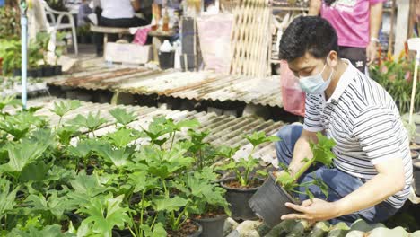 A-masked-Asian-man-is-seen-from-behind-as-he-squats-to-examine-and-touch-on-a-leaf-of-the-Monstera-plant-in-a-nursery-store-shop-at-a-garden-center-business