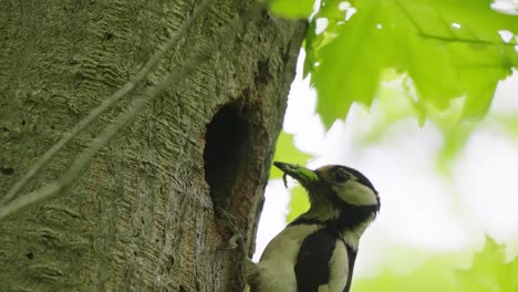Great-Spotted-Woodpecker-Giving-Food-To-baby-in-nest-hole