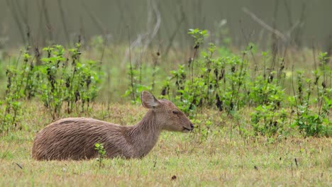 Indischer-Schweinehirsch,-Hyelaphus-Porcinus,-Phu-Khiao-Wildschutzgebiet,-Thailand