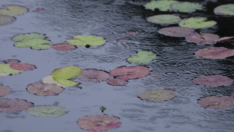 Close-up-of-green-and-red-water-plants-floating-on-a-pond-with-rain-pouring-down