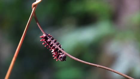 Close-Up-Of-Spikey-Red-Black-Caterpillar-Walking-Along-Branch