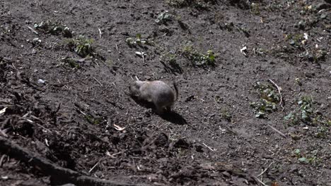 Curious-black-tailed-prairie-dog-walking-on-dirt-ground---SLOW-MOTION
