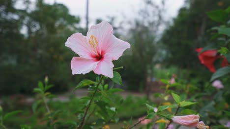 A-pink-hibiscus-flower-in-garden