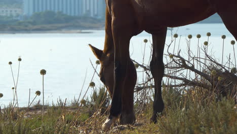 Wild-horse-grazing-on-the-island-of-Menorca,-Seaside-resort-of-Son-Bou-in-the-background,-Balearic-Islands,-Spain