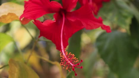 Hermosa-Flor,-Hibiscus-Rosa-Sinensis,-Se-Sacude-En-El-Viento