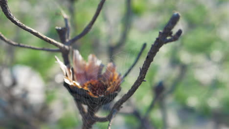 Spiderweb-in-dead-protea-bush,-swaying-in-breeze