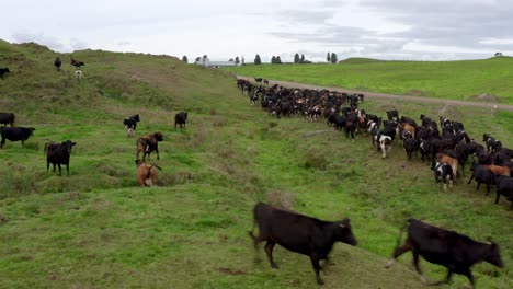 Swarm-of-cows-running-through-field,-tails-up-in-air,-scared