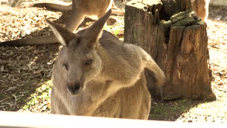 Australian-Kangaroo-in-captivity