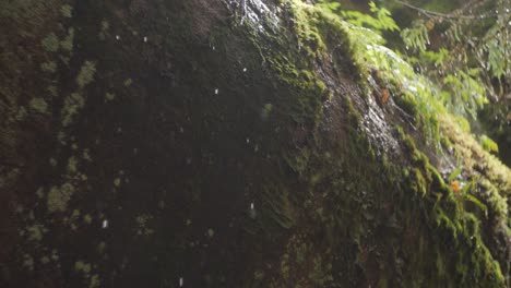 Water-drops-from-huge-rock-mountain-in-forest-slow-motion,-moss-and-moody-forest,-rain