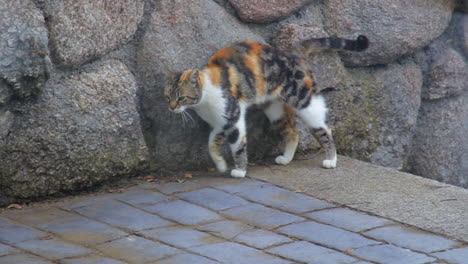 Black-and-orange-spotted-cat-rubs-itself-again-a-step-playfully