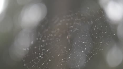 Close-up-on-a-spider-net-blurry-background-with-water-drops