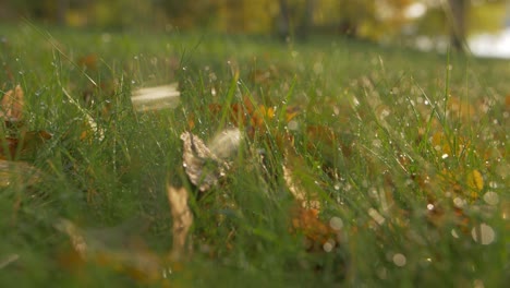 Regentropfen-Auf-Gras-In-Zeitlupe-Mit-Verschwommenem-Bokeh-Hintergrund