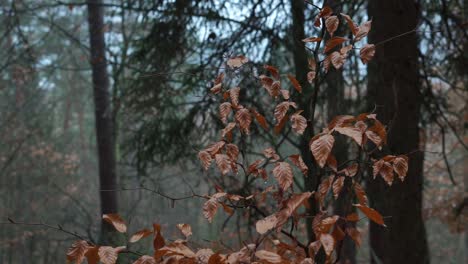 Gebogenes-Herbstlaub-Auf-Einem-Busch-Im-Wald,-Der-Sich-Leicht-Vom-Wind-Mit-Wassertropfen-Darauf-Bewegt