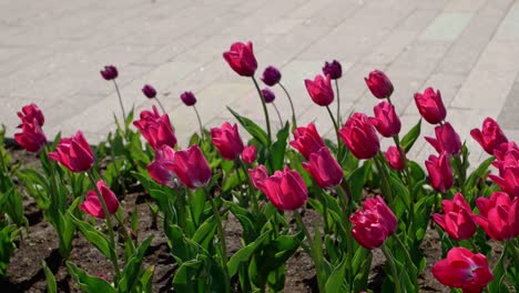 Tulpen,-Die-Im-Wind-Zittern,-Mit-Kachelhintergrund-In-Einem-Verschwommenen-Hintergrund