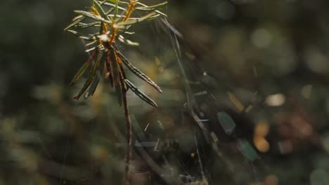 Wald-Nahaufnahme-Pflanzen-Mit-Einem-Spinnennetz-In-Einem-Verträumten-Look-Und-Verschwommenem-Hintergrund